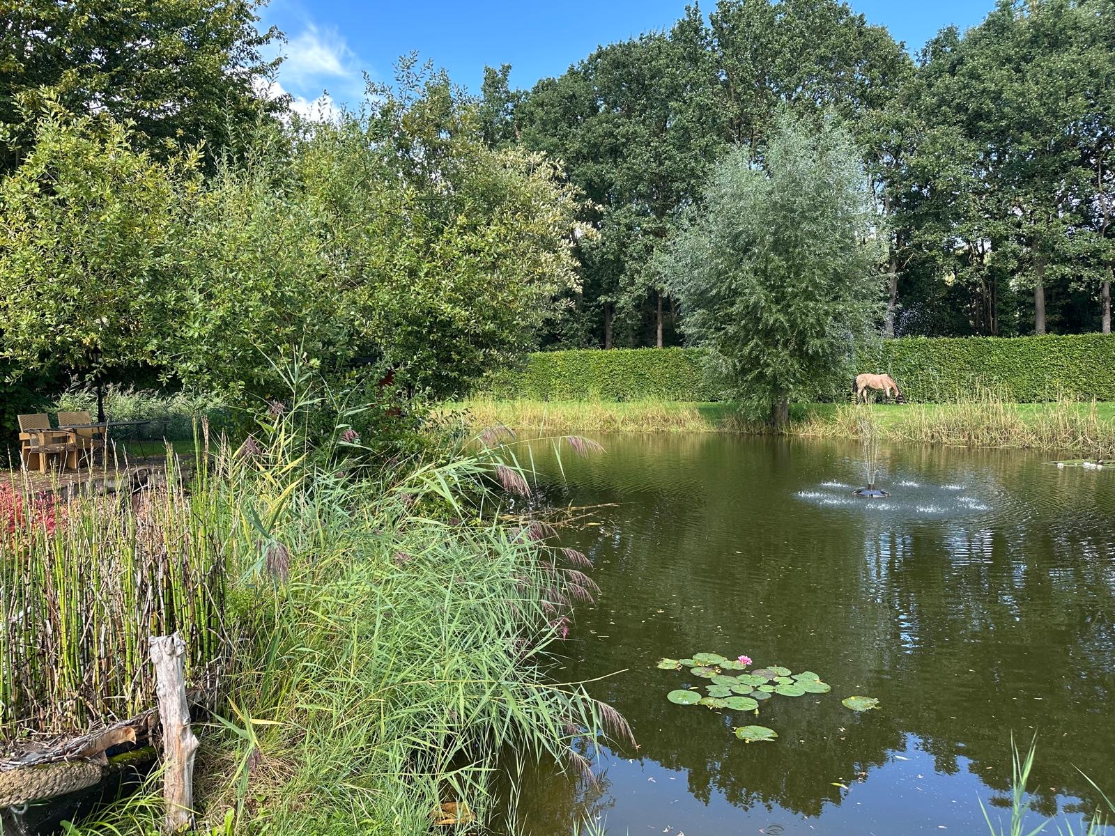 Paard bij de vijver